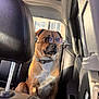 brown_dog, calm, canine, car_interior, collar, daylight, dog, domestic_animal, leather_seat, pet, portrait, relaxing, seat, shadow, side_view, sitting, sunglasses, sunlight, vehicle, window
