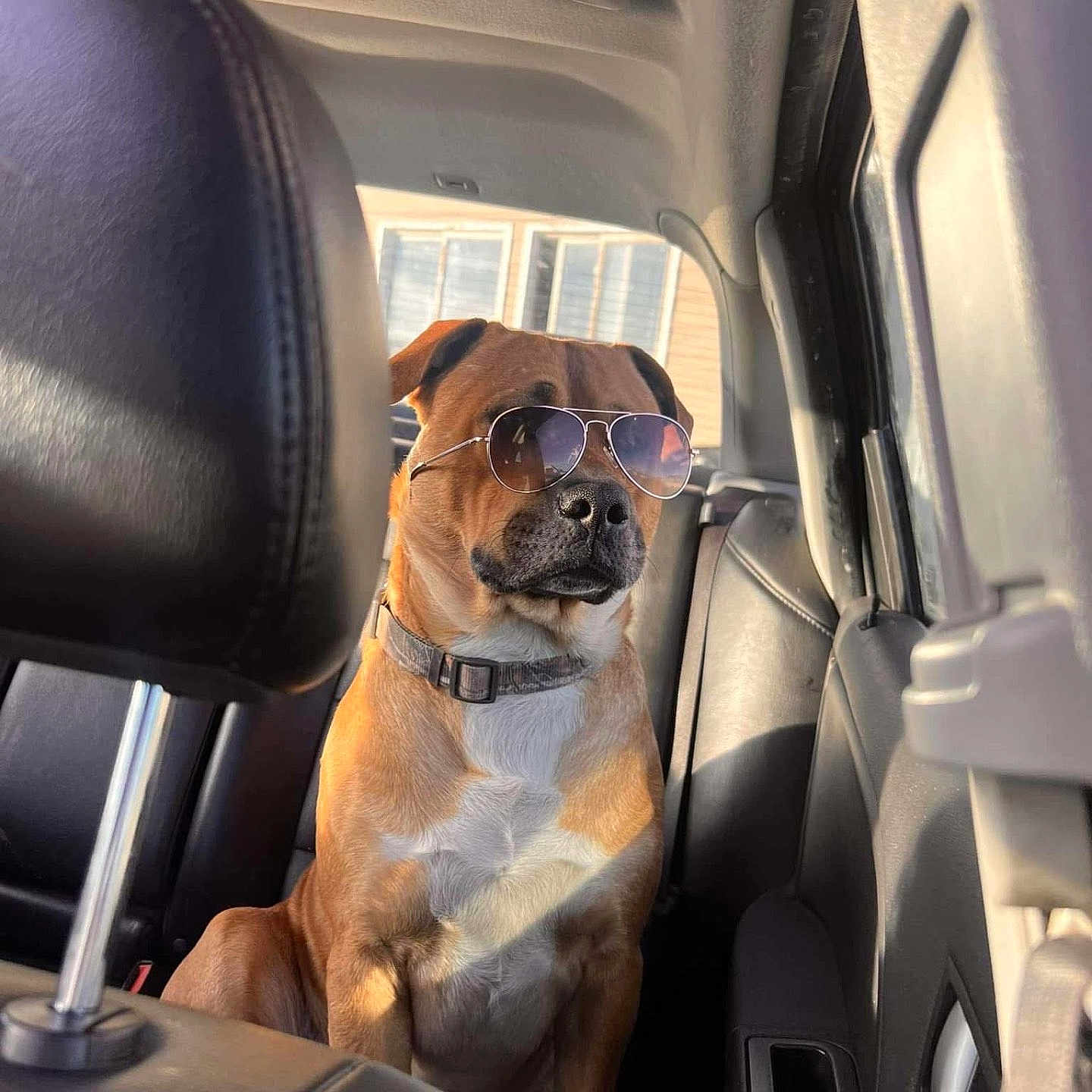 Israel is registered to the contest to win money with this photo: brown_dog, calm, canine, car_interior, collar, daylight, dog, domestic_animal, leather_seat, pet, portrait, relaxing, seat, shadow, side_view, sitting, sunglasses, sunlight, vehicle, window