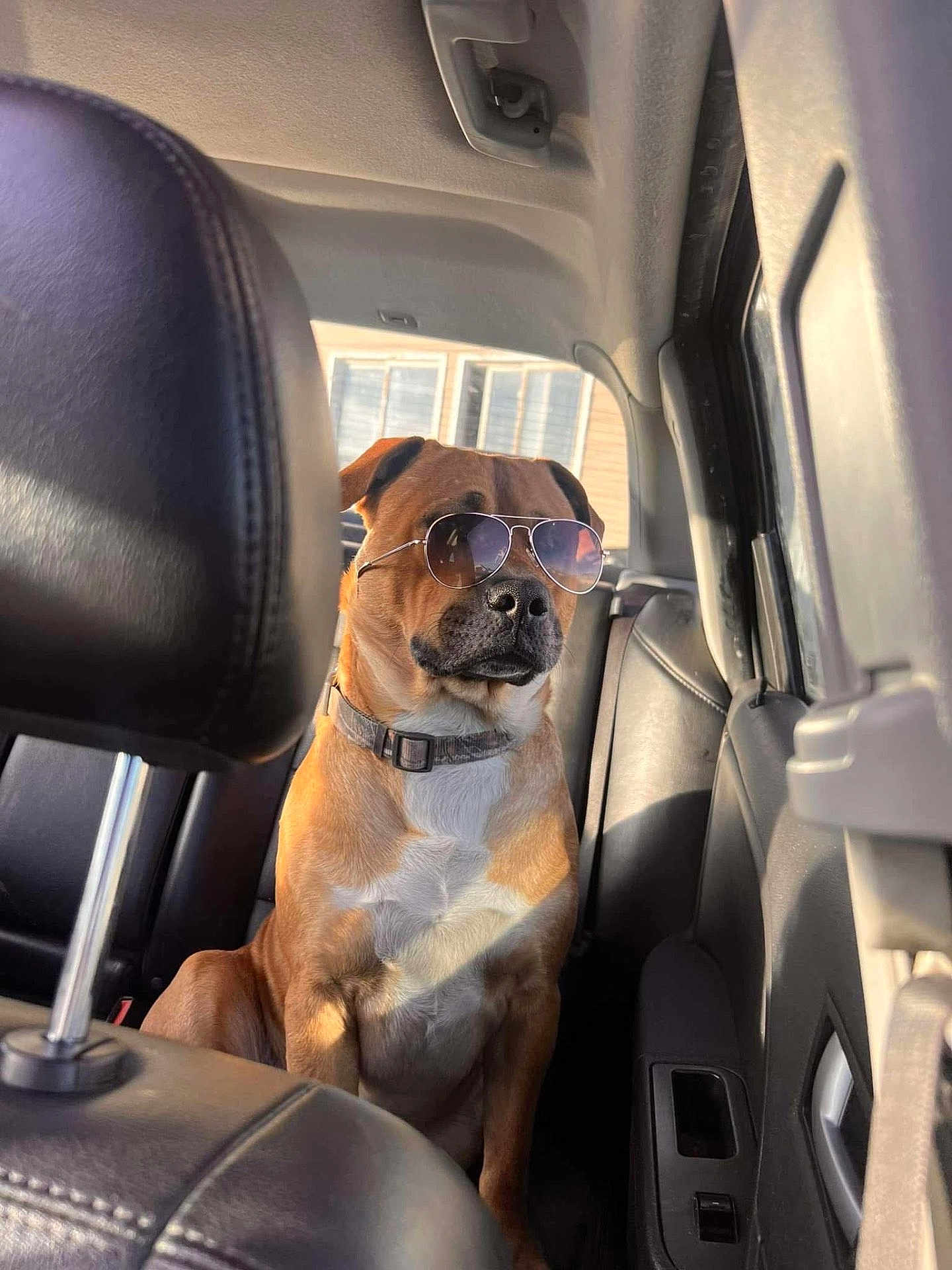Israel is registered to the contest to win money with this photo: brown_dog, calm, canine, car_interior, collar, daylight, dog, domestic_animal, leather_seat, pet, portrait, relaxing, seat, shadow, side_view, sitting, sunglasses, sunlight, vehicle, window