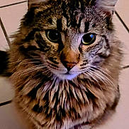 Booba participe au concours pour gagner de l'argent avec cette photo : cat, tabby, fluffy, pet, animal, feline, whiskers, ears, eyes, fur, sitting, indoor, tile_floor, curious, portrait, closeup, mammal, striped, cute, domestic
