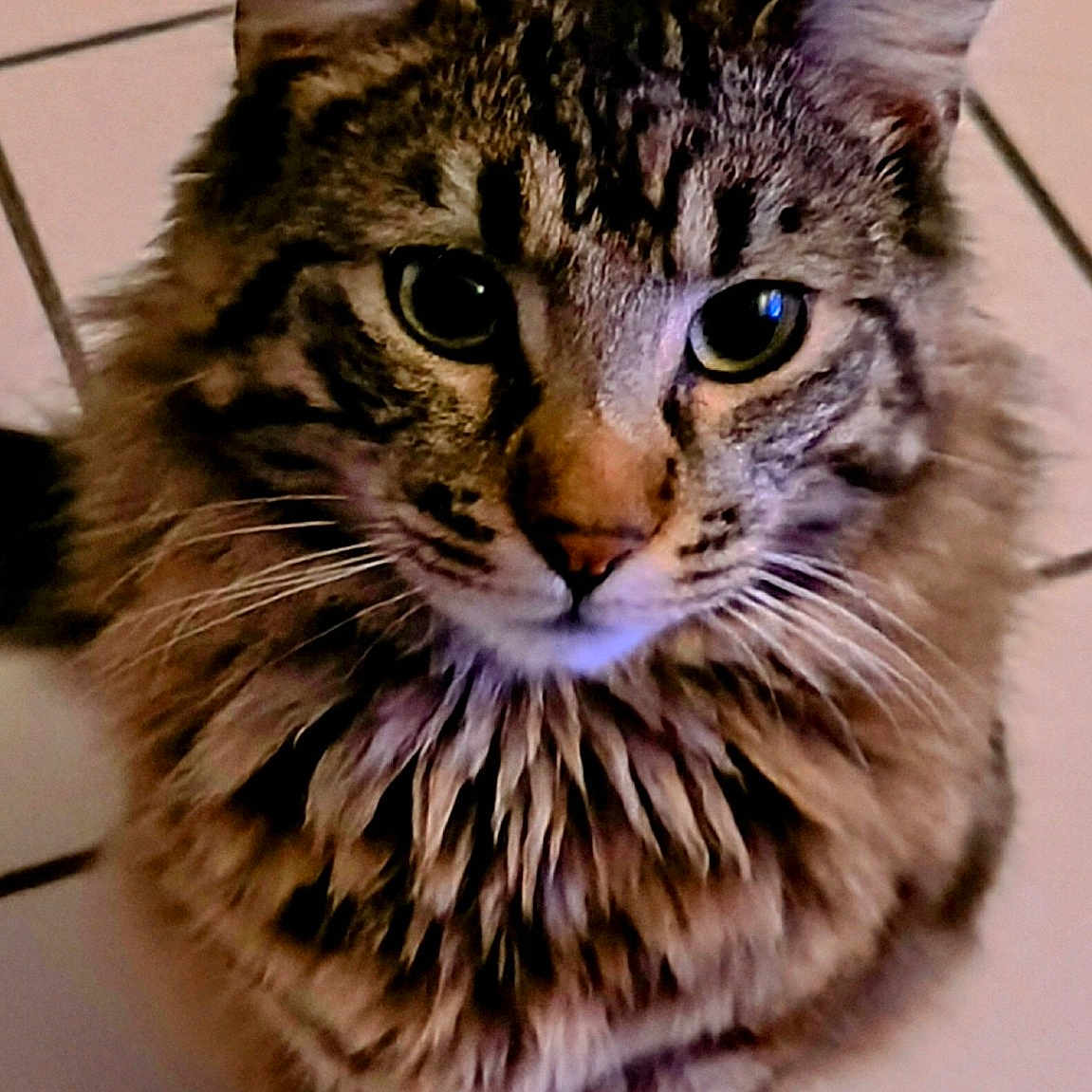 Booba participe au concours pour gagner de l'argent avec cette photo : animal, cat, closeup, curious, cute, domestic, ears, eyes, feline, fluffy, fur, indoor, mammal, pet, portrait, sitting, striped, tabby, tile_floor, whiskers