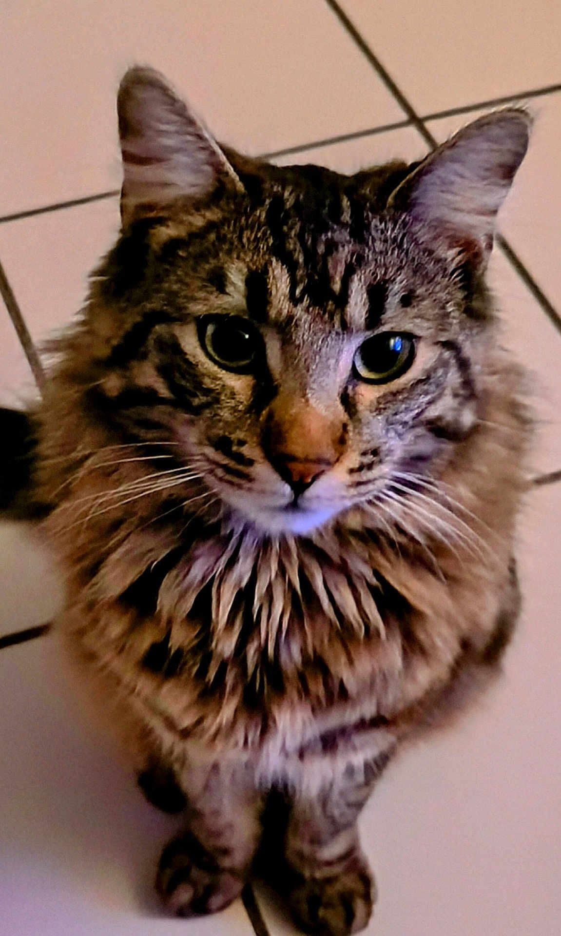 Booba participe au concours pour gagner de l'argent avec cette photo : cat, tabby, fluffy, pet, animal, feline, whiskers, ears, eyes, fur, sitting, indoor, tile_floor, curious, portrait, closeup, mammal, striped, cute, domestic
