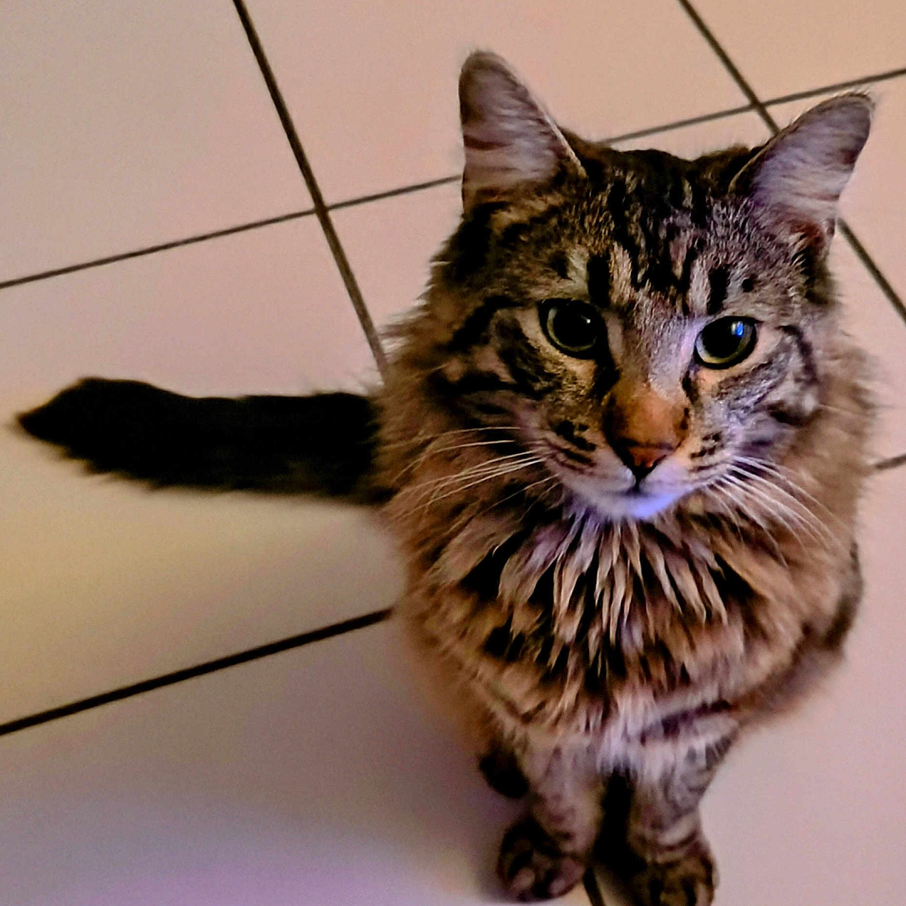 Bouba a rejoint le concours — aidez-le/la à gagner de superbes lots ! cat, tabby, fluffy, long_hair, feline, pet, animal, portrait, close_up, staring, eyes, whiskers, ears, nose, fur, striped, tail, paws, indoor, tile_floor