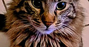 Bouba participe au concours pour gagner de l'argent avec cette photo : cat, tabby, fluffy, long_hair, feline, animal, pet, portrait, close_up, standing, whiskers, green_eyes, ears, striped_fur, brown_fur, gray_fur, tiled_floor, indoor, front_facing, cute