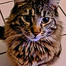 cat, tabby, fluffy, long_hair, feline, animal, pet, portrait, close_up, standing, whiskers, green_eyes, ears, striped_fur, brown_fur, gray_fur, tiled_floor, indoor, front_facing, cute