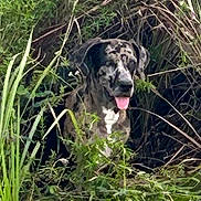 Cheech is registered to the contest to win money with this photo: animal, brush, camouflage, canine, daylight, dog, ears, fur, grass, greenery, happy, leaf, muzzle, nature, outdoor, panting, plant, spotted, tongue, wild