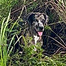 animal, brush, camouflage, canine, daylight, dog, ears, fur, grass, greenery, happy, leaf, muzzle, nature, outdoor, panting, plant, spotted, tongue, wild
