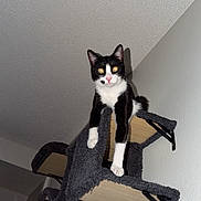 Mo joined the competition — help win amazing prizes! cat, tuxedo_cat, indoor, cat_tree, wall_mounted, perched, curious, pet, animal, feline, black_and_white, whiskers, ears, claws, wood, carpeted, sitting, looking, home, cute