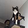 cat, tuxedo_cat, indoor, cat_tree, wall_mounted, perched, curious, pet, animal, feline, black_and_white, whiskers, ears, claws, wood, carpeted, sitting, looking, home, cute