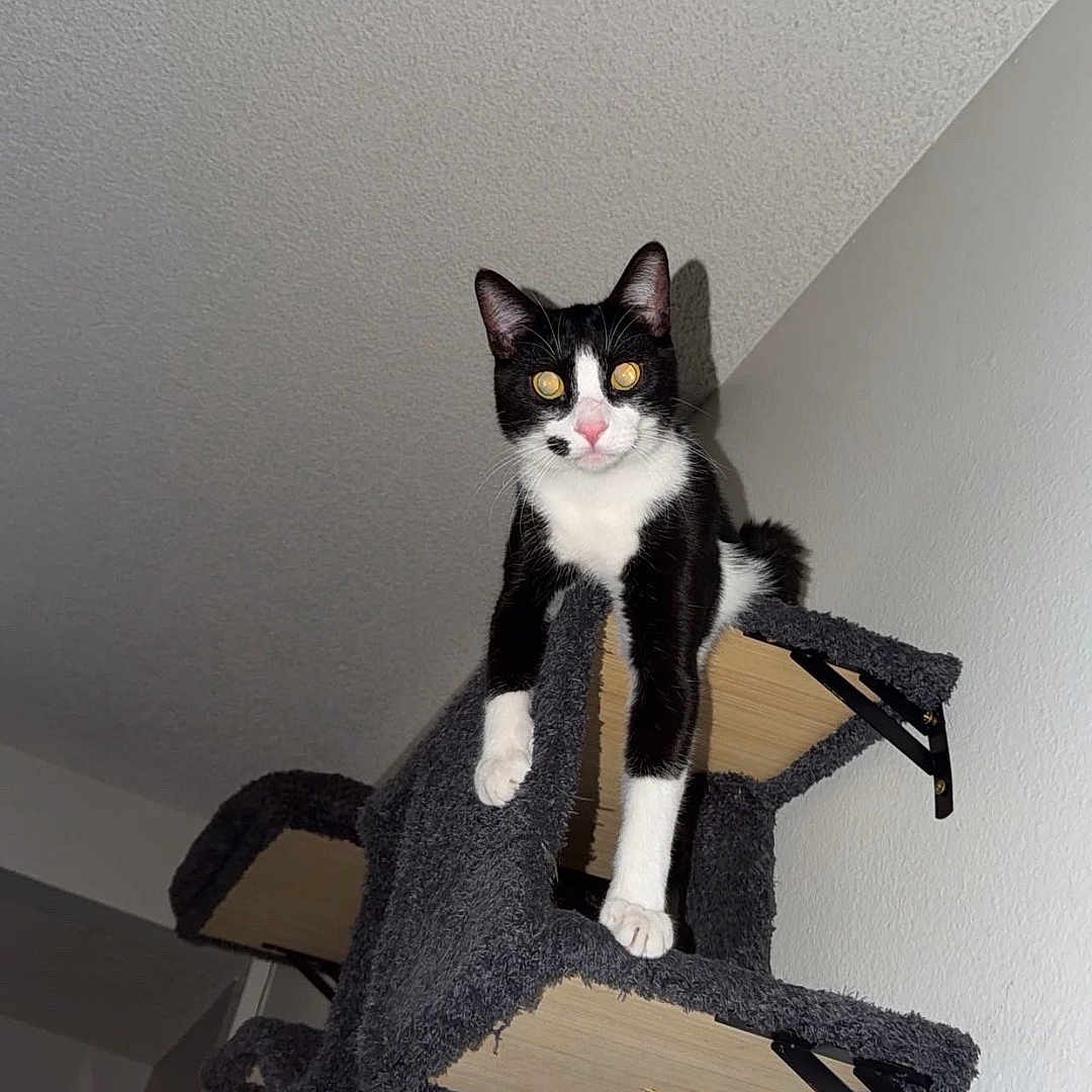 Mo