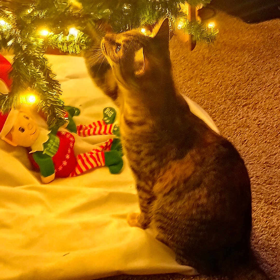 Lindsey is registered to the contest to win money with this photo: animal, carpet, cat, christmas_lights, christmas_tree, curious, decorations, elf_doll, feline, festive, floor, holiday, home, indoor, ornaments, pet, reaching, sock, tabby_cat, warm_lighting