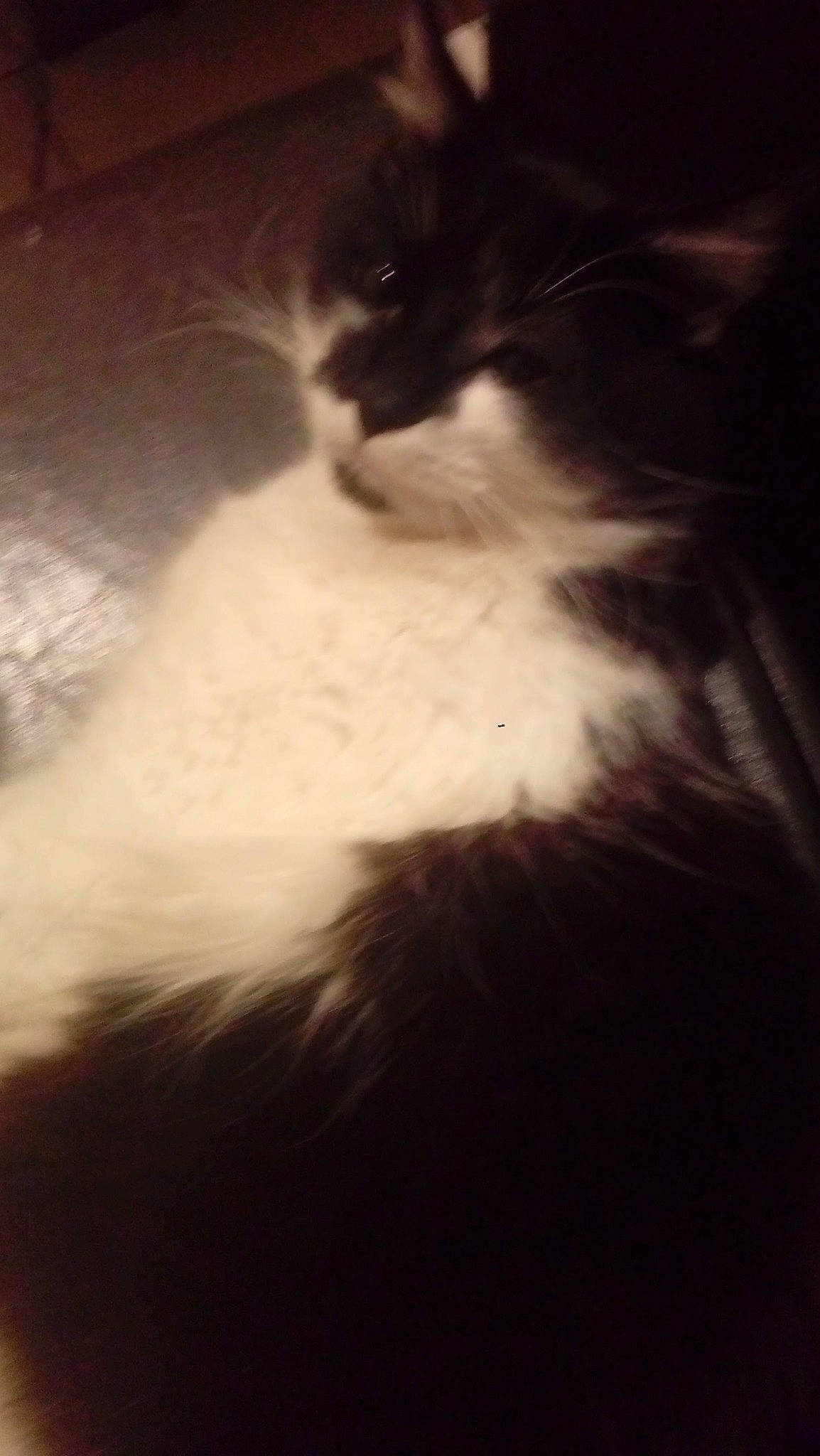 Elfy participe au concours pour gagner de l'argent avec cette photo : carnivore, cat, cloud, darkness, domestic_short_haired_cat, felidae, flooring, fur, hardwood, night, paw, shadow, sitting, sky, small_to_medium_sized_cats, tail, tints_and_shades, whiskers, window, wood