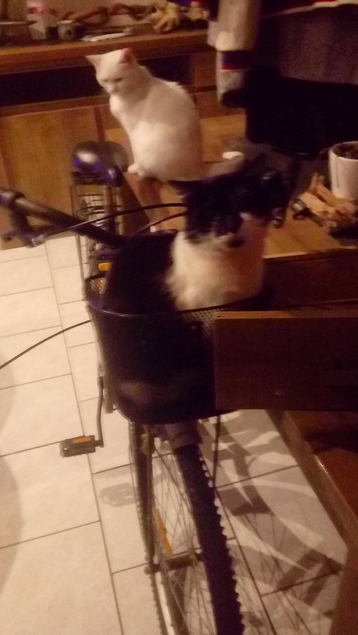 Elfy participe au concours pour gagner de l'argent avec cette photo : bicycle, bicycle_handlebar, bicycle_tire, bicycle_wheel, carnivore, cat, cup, felidae, flooring, fur, hardwood, human_leg, serveware, small_to_medium_sized_cats, tableware, tail, tire, wheel, whiskers, wood