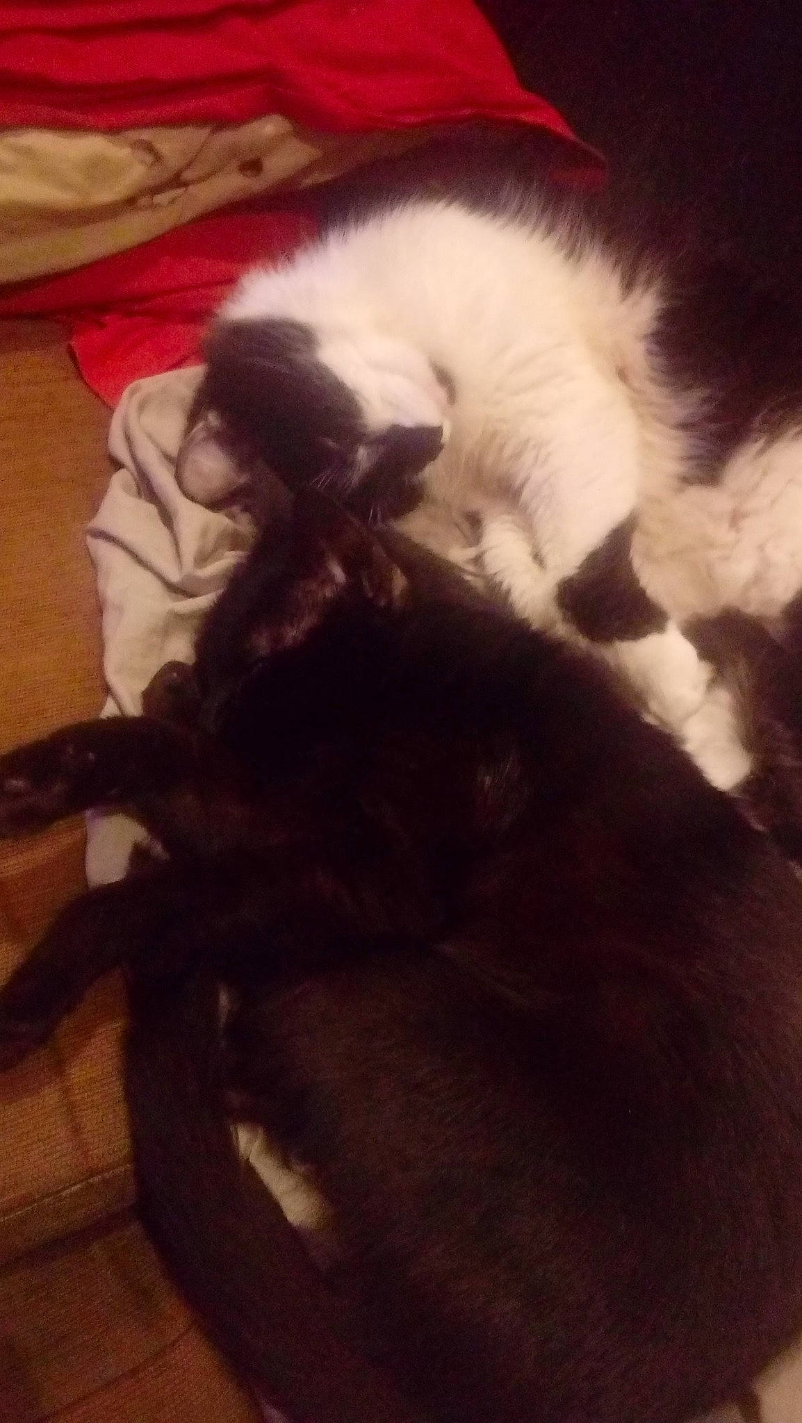 Elfy participe au concours pour gagner de l'argent avec cette photo : black_cat, canidae, carnivore, cat, claw, cloud, comfort, companion_dog, dog_breed, domestic_short_haired_cat, felidae, flooring, fur, small_to_medium_sized_cats, sporting_group, tail, terrestrial_animal, tints_and_shades, whiskers, wood