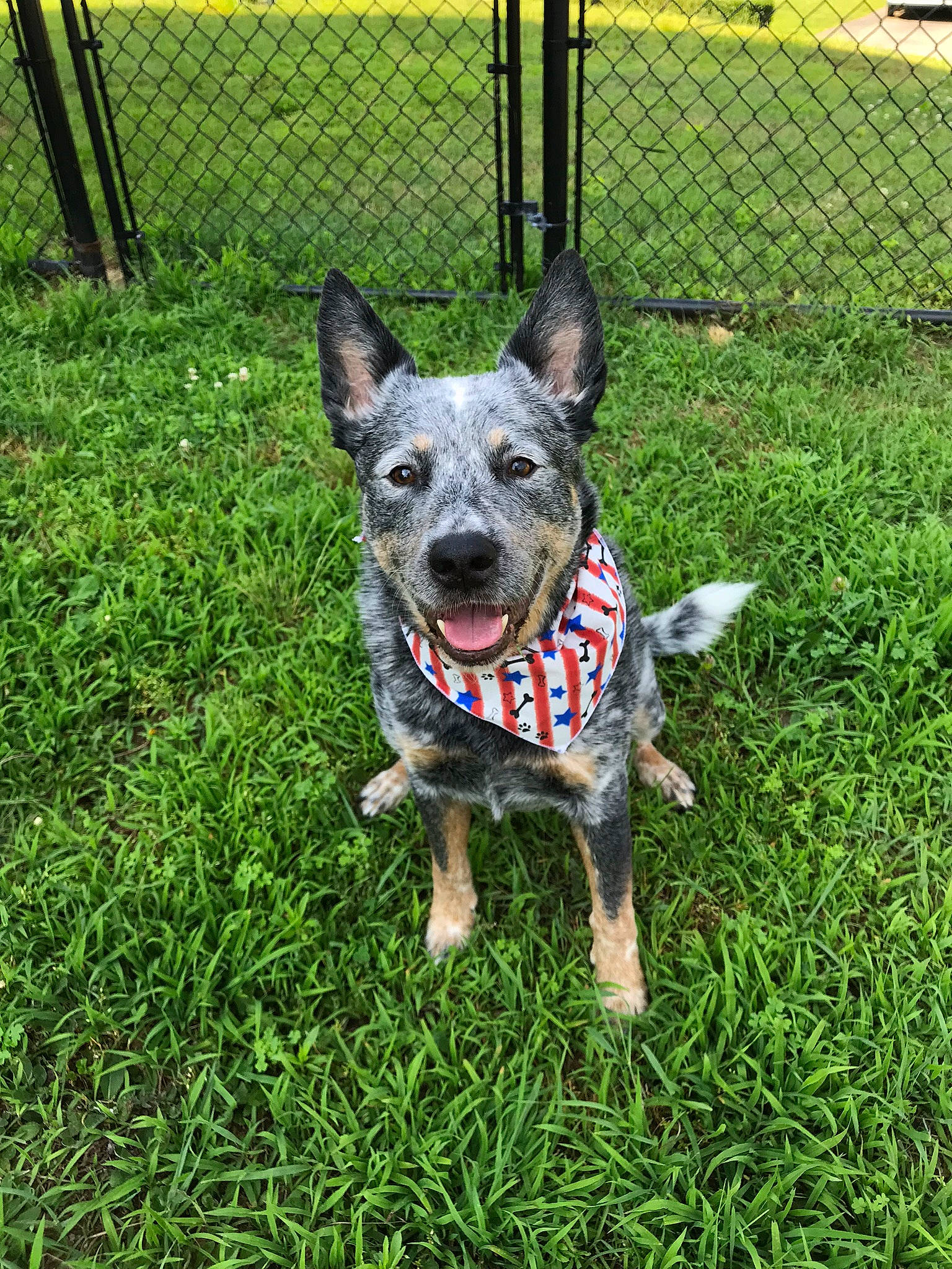 Josey joined the competition — help win amazing prizes! australian_cattle_dog, australian_kelpie, australian_stumpy_tail_cattle_dog, canidae, carnivore, dog, dog_breed, grass, herding_dog, koolie, mammal, plant, rare_breed_dog, swedish_vallhund, texas_heeler, vertebrate, working_dog