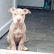 Narla joined the competition — help win amazing prizes! puppy, dog, sitting, floor, tile, indoor, pet, canine, young_dog, ears, eyes, nose, tail, animal, domestic_animal, looking, curious, calm, light_fur, doorway