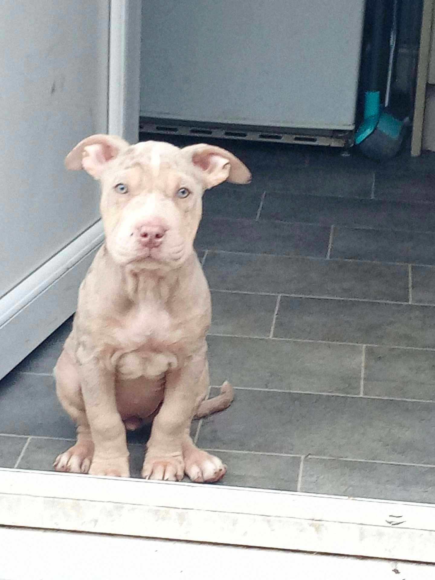 Narla joined the competition — help win amazing prizes! puppy, dog, sitting, floor, tile, indoor, pet, canine, young_dog, ears, eyes, nose, tail, animal, domestic_animal, looking, curious, calm, light_fur, doorway