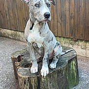 Kash is registered to the contest to win money with this photo: puppy, dog, blue_eyes, tree_stump, outdoor, fence, wooden_fence, moss, concrete, pet, animal, young_dog, sitting, alert, canine, fur, ears, nose, paw, backyard