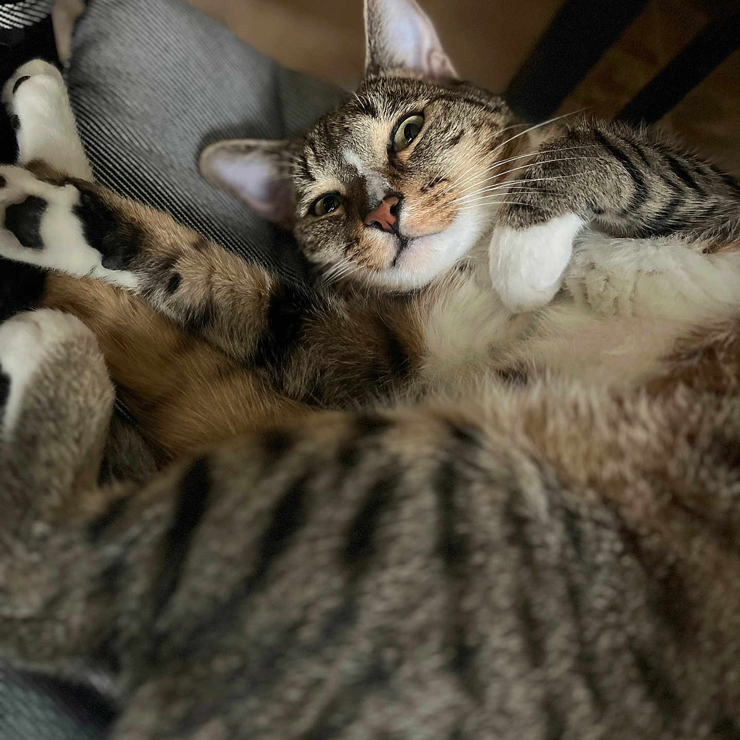 Millie joined the competition — help win amazing prizes! animal, blurred_background, cat, closeup, comfortable, cozy, cute, ears, feline, fur, indoor, lounging, paws, pet, relaxed, resting, soft, striped, tabby, whiskers