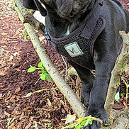 Tater Tot Gomm joined the competition — help win amazing prizes! animal, boxer, bulldog, canine, dog, frenchbulldog, leaf, pet, pitbull, plant, pug, puppy, snout, soil, tree, vegetation
