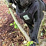 animal, boxer, bulldog, canine, dog, frenchbulldog, leaf, pet, pitbull, plant, pug, puppy, snout, soil, tree, vegetation
