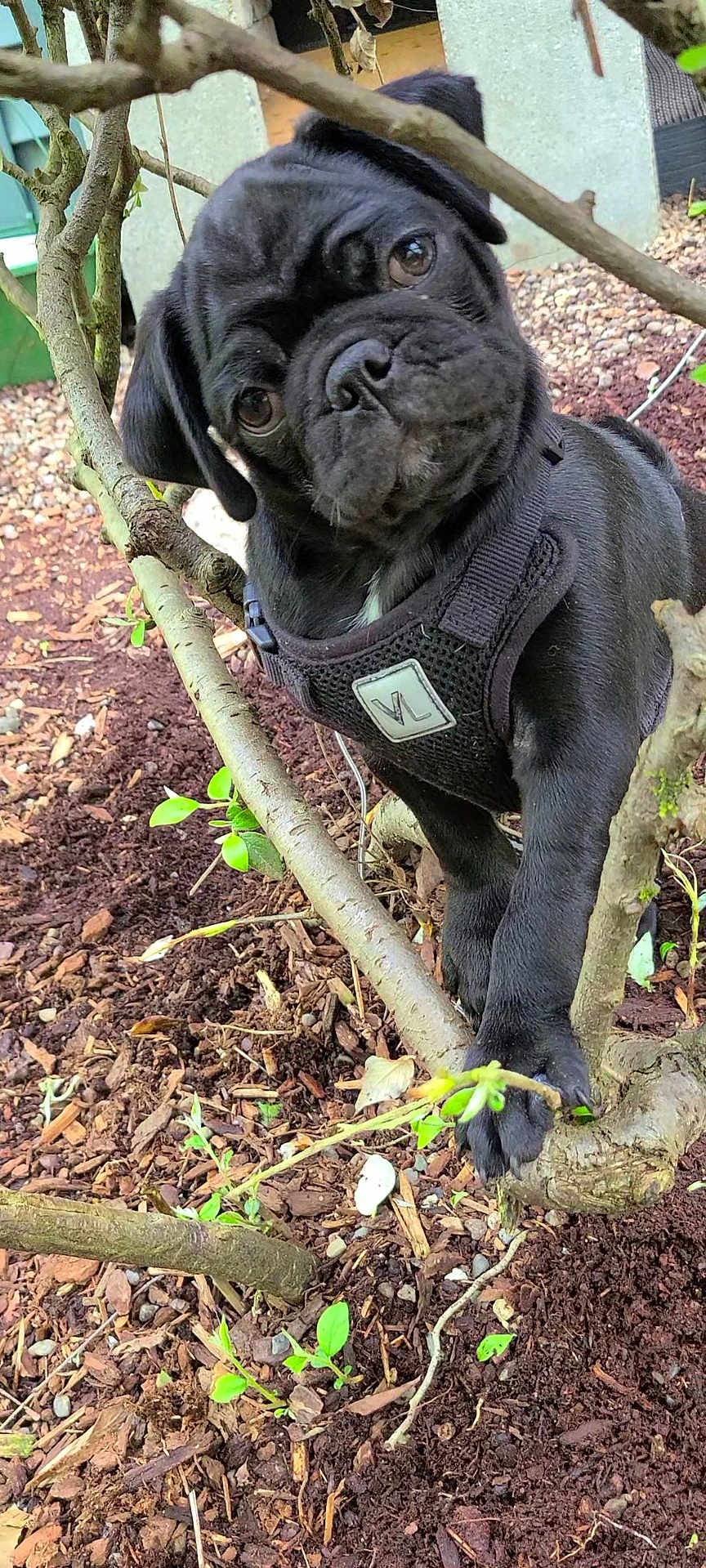 Tater Tot Gomm joined the competition — help win amazing prizes! animal, boxer, bulldog, canine, dog, frenchbulldog, leaf, pet, pitbull, plant, pug, puppy, snout, soil, tree, vegetation