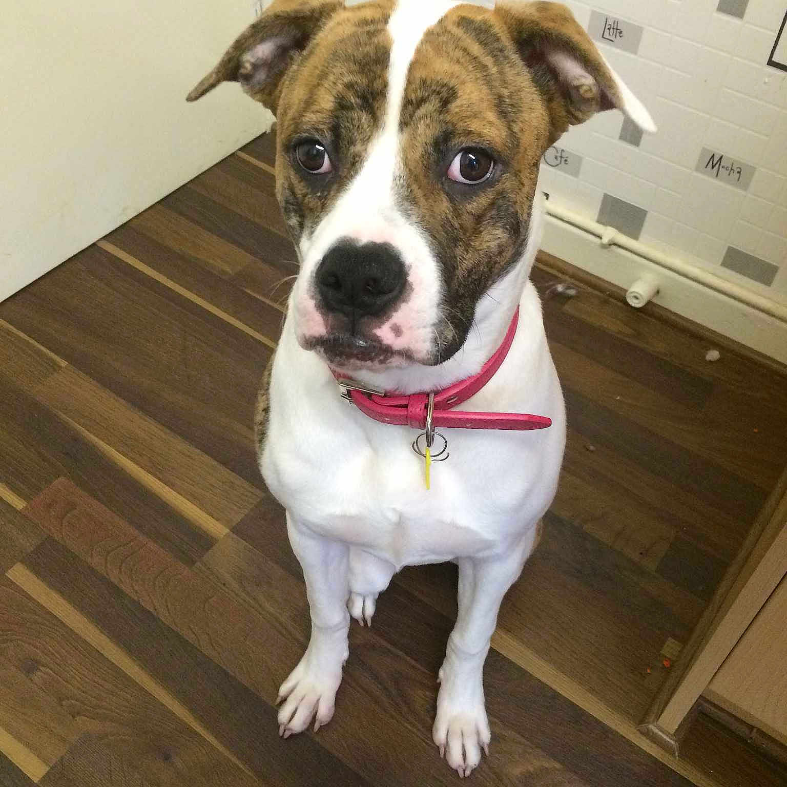 Roxy joined the competition — help win amazing prizes!