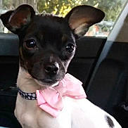 Lilly Grace is registered to the contest to win money with this photo: dog, small_dog, pet, inside_car, bow, pink_bow, black_and_white, ears, cute, attentive, animal, companion, curious, portrait, closeup, domestic_animal, sitting, indoor, car_seat, friendly