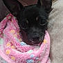 dog, small_dog, black_dog, blanket, pink_blanket, polka_dot, cozy, ears, face, pet, cute, snug, couch, indoor, closeup, fur, animal, companion, resting, soft