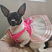 Lilly is registered to the contest to win money with this photo: dog, small_dog, tutu, pink_dress, pet_clothing, cushion, indoor, cute, ears, black_and_white, sitting, soft_texture, curious, pet, animal, adorable, fur, tail, bed, resting