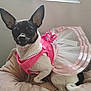 dog, small_dog, tutu, pink_dress, pet_clothing, cushion, indoor, cute, ears, black_and_white, sitting, soft_texture, curious, pet, animal, adorable, fur, tail, bed, resting
