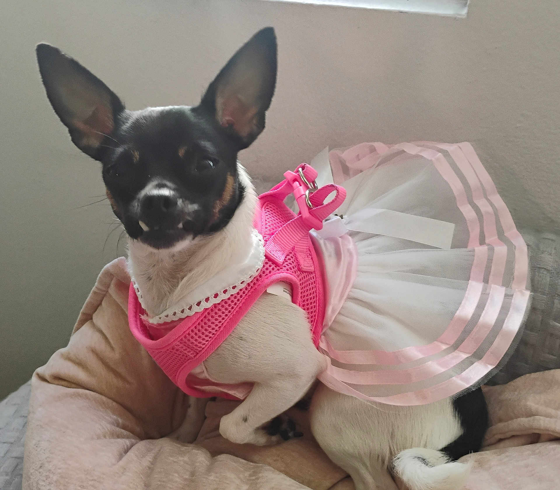 Lilly