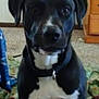 Jack is registered to the contest to win money with this photo: animal, boxer, boy, bulldog, cabinet, canine, child, dog, drawer, dresser, furniture, greatdane, hound, labradorretriever, male, person, pet, pitbull, puppy, snout