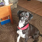 Jack is registered to the contest to win money with this photo: dog, black, white, collar, carpet, living_room, couch, wooden_table, trash_bin, floor, pet, indoor, animal, sitting, looking_up, furniture, home, domestic, canine, red_collar