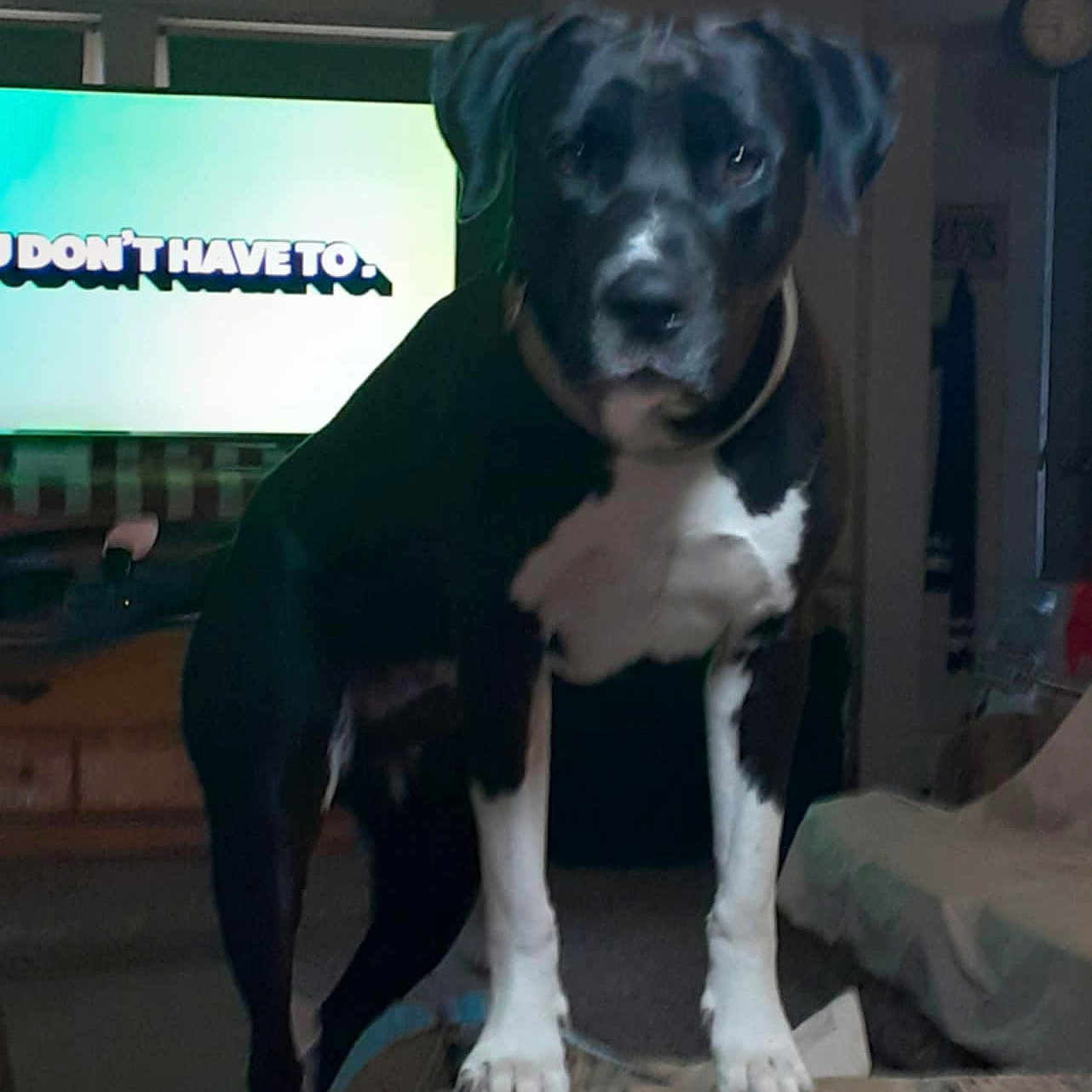 Jack is registered to the contest to win money with this photo: animal, architecture, boxer, building, bulldog, canine, computerhardware, couch, dog, electronics, furniture, hardware, hound, indoors, interiordesign, labradorretriever, monitor, pet, puppy, screen