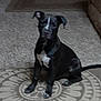 Max is registered to the contest to win money with this photo: dog, black_dog, white_patch, indoor, carpet, rug, sitting, pet, animal, floor, canine, domestic_animal, fur, four_legs, tail, ears, muzzle, living_room, calm, portrait