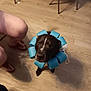 Max is registered to the contest to win money with this photo: dog, black_dog, foam_ring, blue, pet, indoor, wooden_floor, person, legs, flip_flops, shorts, animal, sitting, looking_up, collar, playful, household, domestic, companion, cute