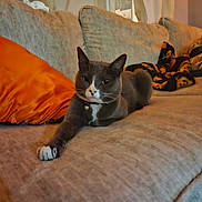 Bubbles joined the competition — help win amazing prizes! cat, gray_cat, white_paws, couch, orange_pillow, blanket, indoor, pet, relaxed, feline, cozy, living_room, fur, whiskers, collar, window, curtain, home, resting, comfortable