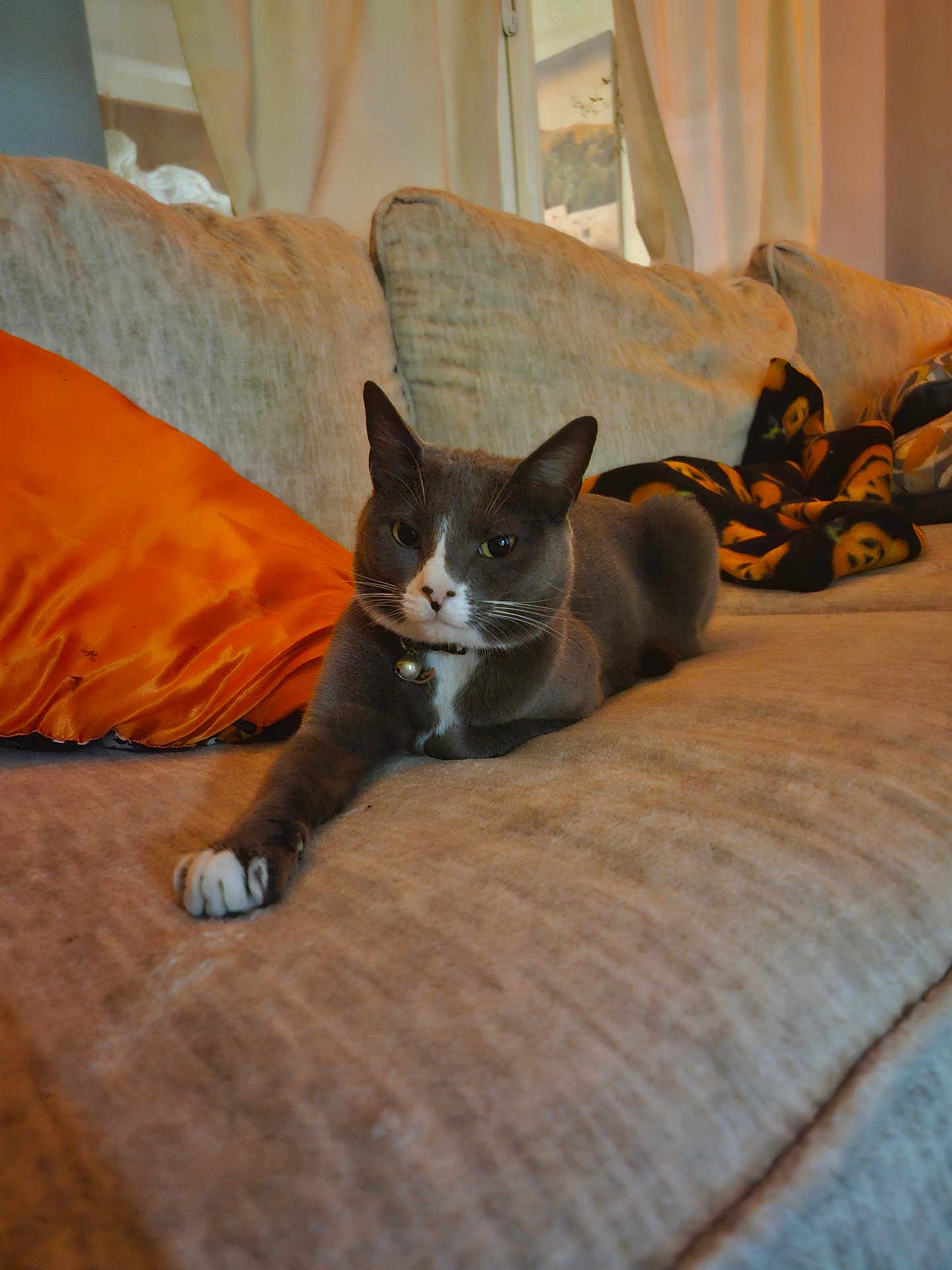 Bubbles joined the competition — help win amazing prizes! cat, gray_cat, white_paws, couch, orange_pillow, blanket, indoor, pet, relaxed, feline, cozy, living_room, fur, whiskers, collar, window, curtain, home, resting, comfortable