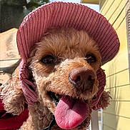 Rosie is registered to the contest to win money with this photo: dog, tongue_out, pink_hat, blue_harness, curly_fur, close_up, outdoor, sunny, yellow_house, happy, pet, canine, animal, smiling, tongue, fur, headwear, nature, daylight, portrait