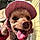 Rosie