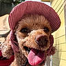 dog, tongue_out, pink_hat, blue_harness, curly_fur, close_up, outdoor, sunny, yellow_house, happy, pet, canine, animal, smiling, tongue, fur, headwear, nature, daylight, portrait