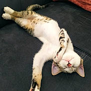 Youngi participe au concours pour gagner de l'argent avec cette photo : cat, sleeping, sofa, relaxed, pet, cozy, indoor, fur, whiskers, paws, pink_paw_pads, striped, tabby, domestic_animal, animal, cute, resting, feline, comfort, cushion