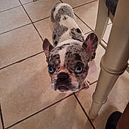 Kilo is registered to the contest to win money with this photo: dog, french_bulldog, pet, blue_eyes, indoor, tile_floor, animal, curious, looking_up, ear, short_hair, companion, domestic, household, paws, snout, black_nose, spot_pattern, close_up, chair_leg