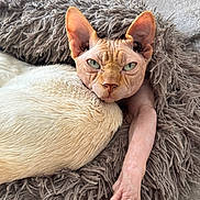 Tounu a rejoint le concours — aidez-le/la à gagner de superbes lots ! sphynx_cat, hairless_cat, cat, pet, animal, feline, paw, claws, bed, blanket, fur_texture, wrinkles, stretching, resting, indoor, closeup, curious, intense_gaze, cozy, soft_texture