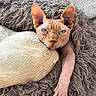 animal, bed, blanket, cat, claws, closeup, cozy, curious, feline, fur_texture, hairless_cat, indoor, intense_gaze, paw, pet, resting, soft_texture, sphynx_cat, stretching, wrinkles