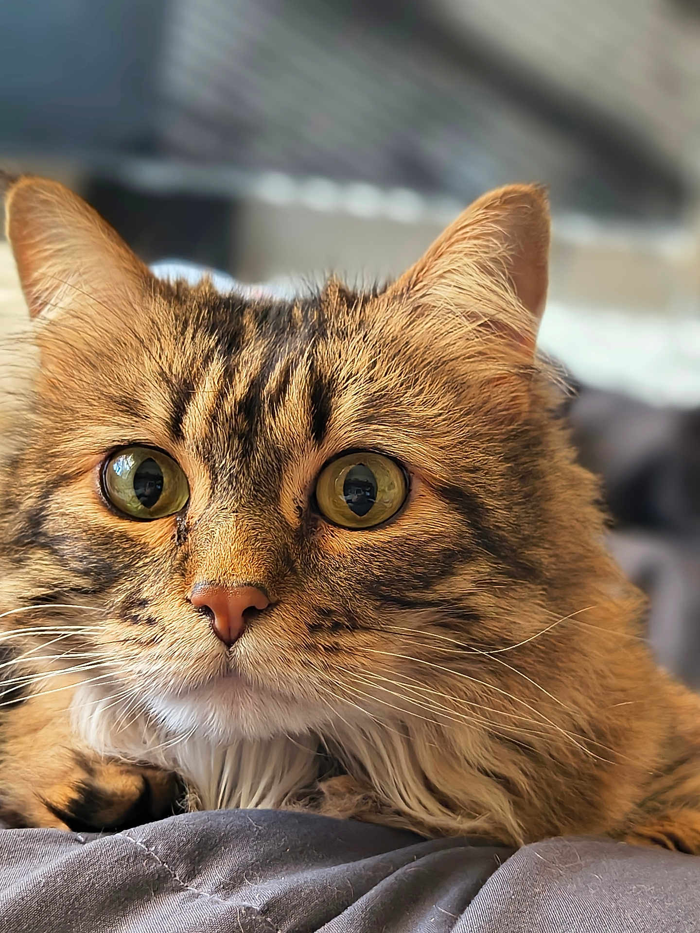 Maya joined the competition — help win amazing prizes! cat, tabby, close_up, fluffy, whiskers, fur, pet, animal, indoor, portrait, eyes, curious, soft_light, bed, blanket, feline, cute, mammal, domestic_animal, relaxed