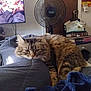 cat, tabby, fluffy, lounging, blanket, pillow, fan, door, books, tv, indoor, resting, feline, fur, pet, living_room, relaxed, cozy, home, sleepy