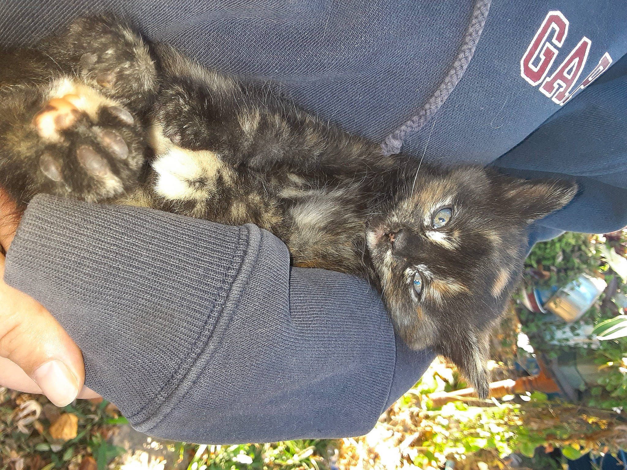 Tinkerbell joined the competition — help win amazing prizes! felidae, finger, foot, fur, gesture, glove, grass, hand, human_leg, leg, mammal, organism, plant, small_to_medium_sized_cats, snout, tail, tree, vertebrate, whiskers, wool