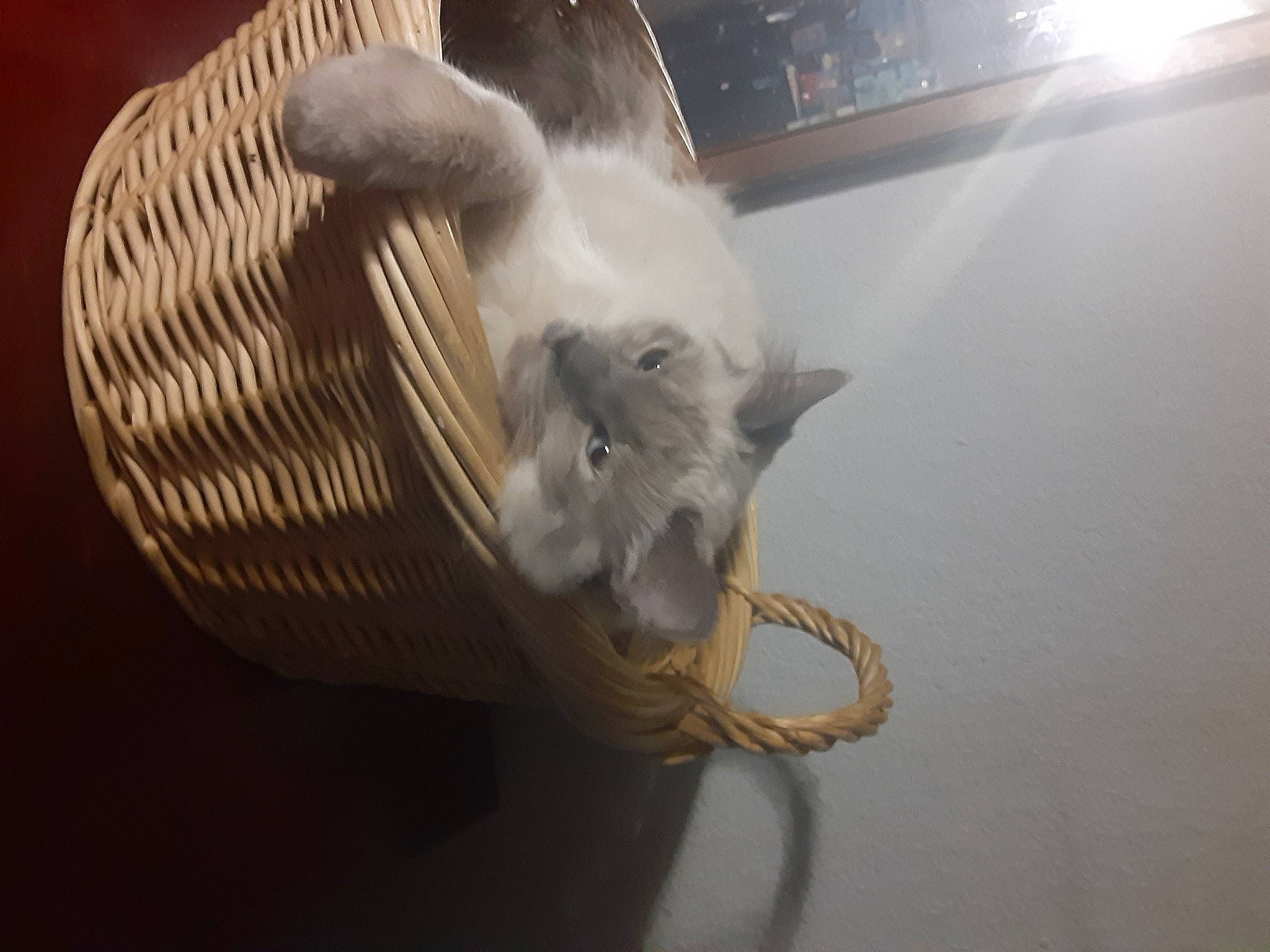 Cotton Ball joined the competition — help win amazing prizes! budgie, canidae, cat, claw, feather, felidae, flooring, fur, mammal, mouse, muridae, muroidea, paw, pest, rat, rodent, small_to_medium_sized_cats, tail, whiskers, wing